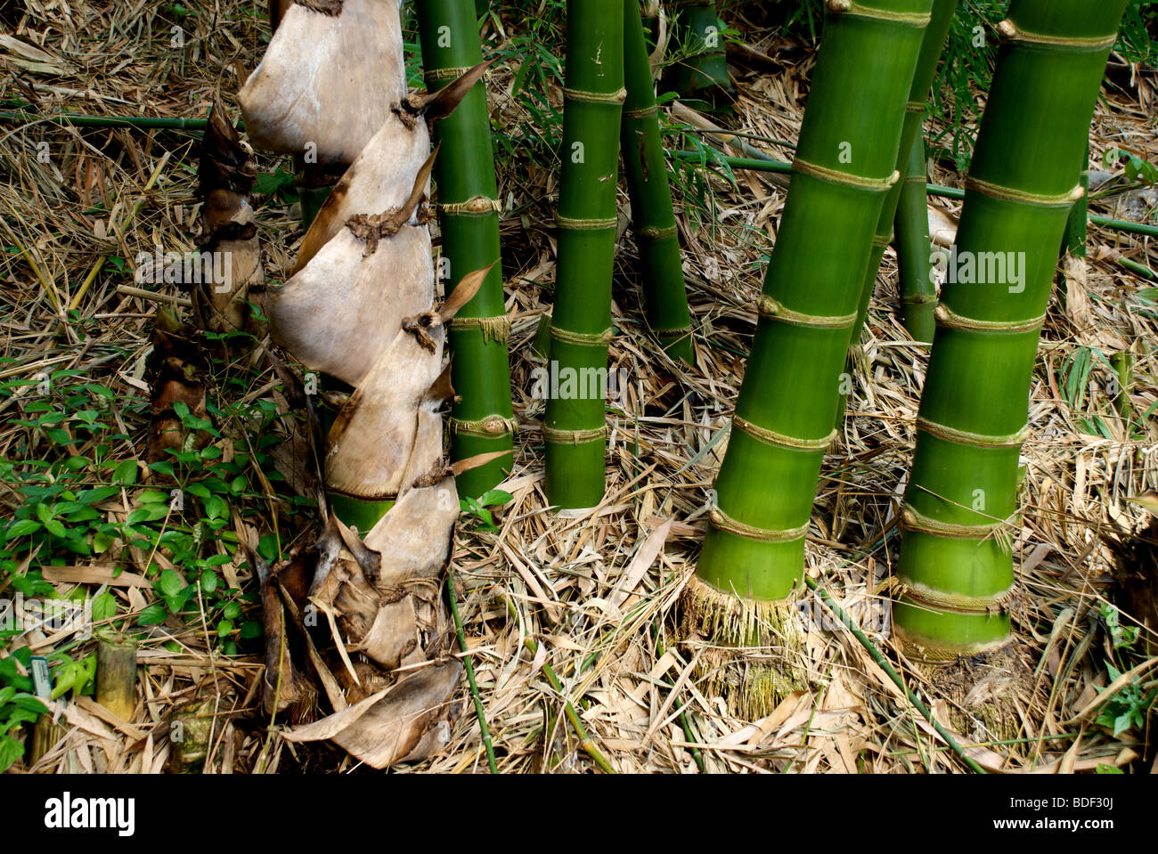 Bambus Wurzeln auf Waldboden Stockfoto