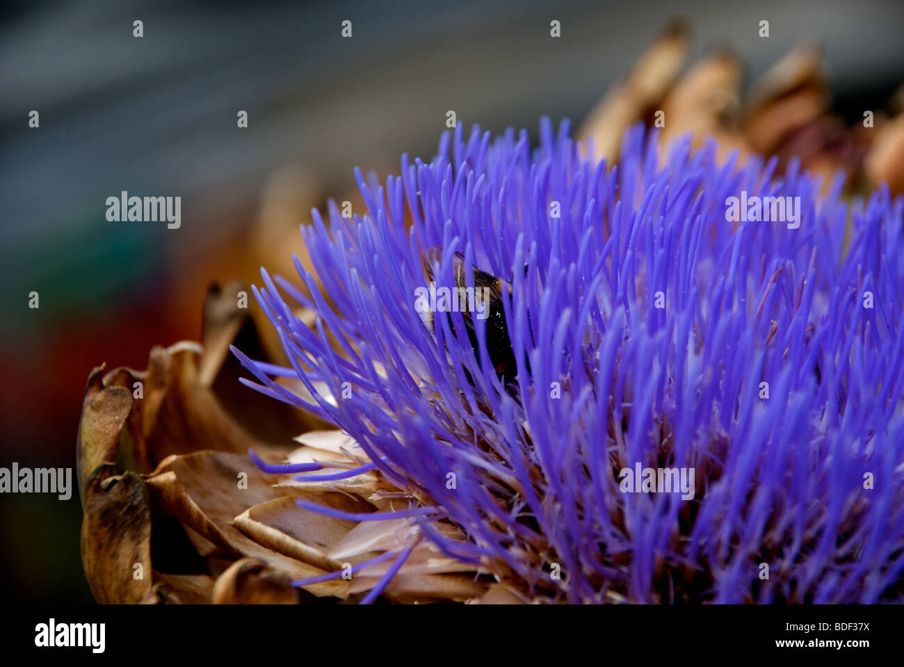 Biene im blauen Blüten Stockfoto