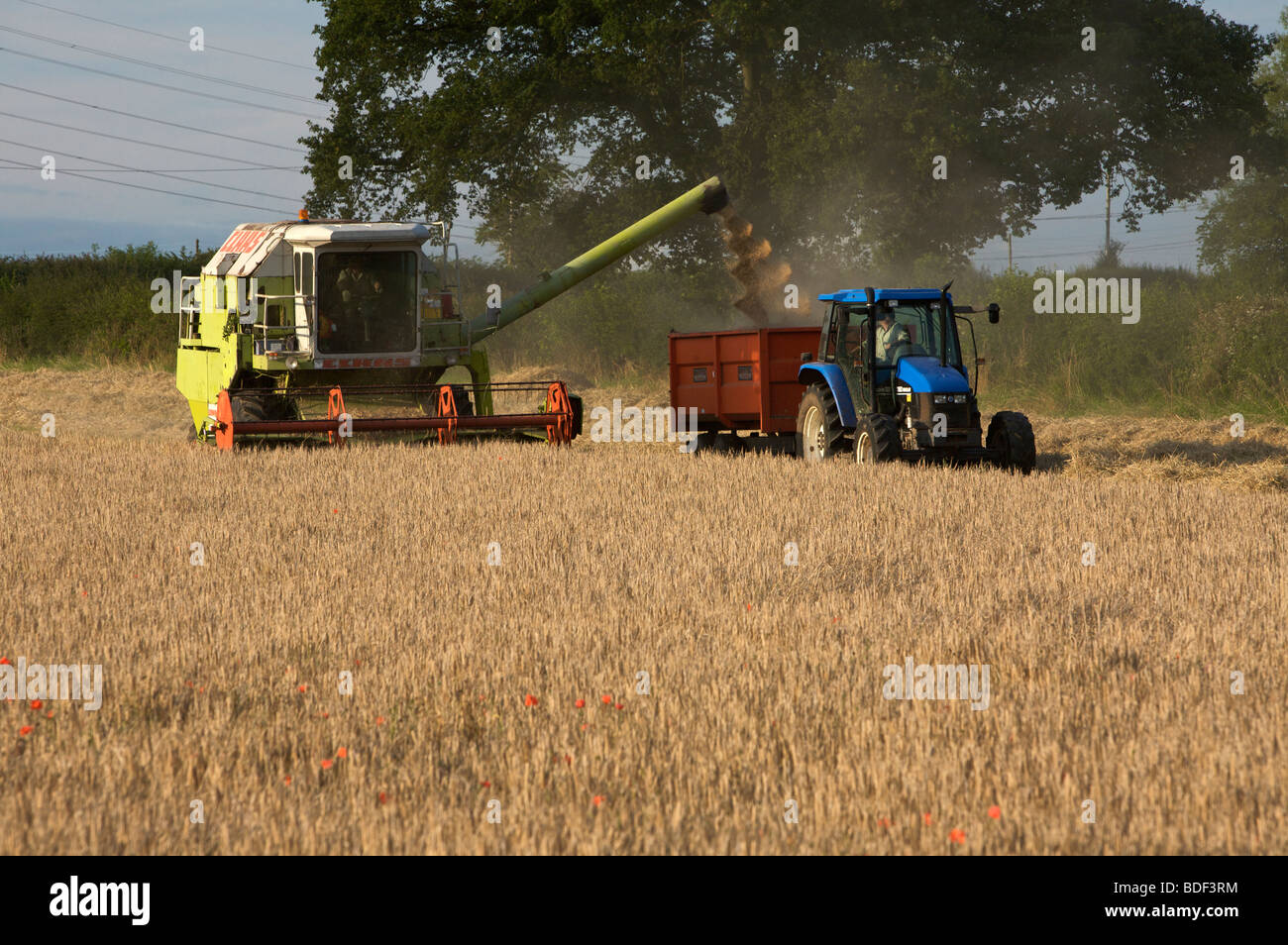 Class Dominator 106 kombinieren Harvester schneiden Gerste Stockfoto