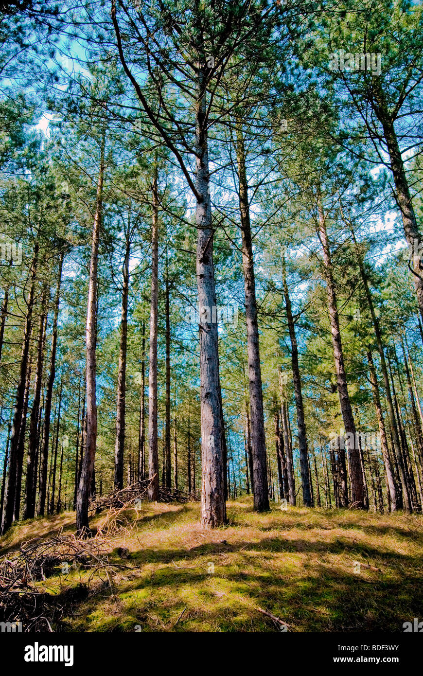 Küstennahen Pinienwälder in Fornby, Lancashire Stockfoto