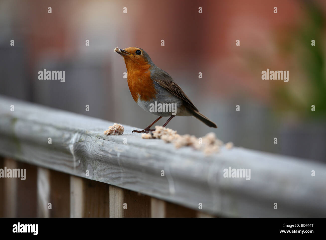 Robin von Talg ernähren. Stockfoto