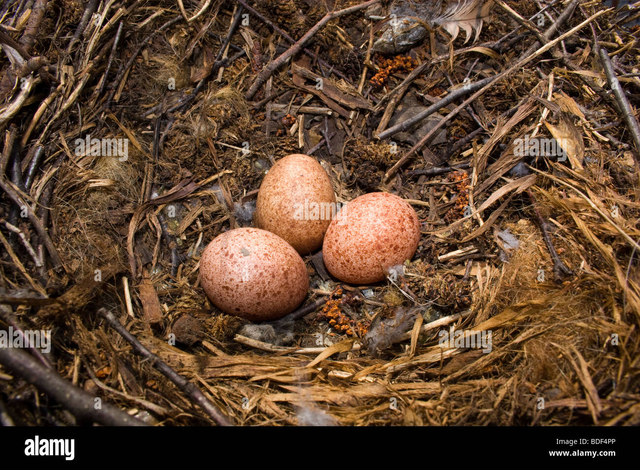 Vogelnest-Eiern Stockfoto