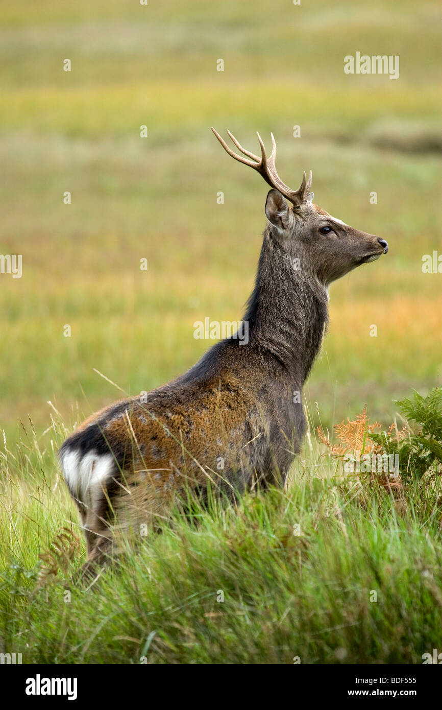 Sika Hirsch Hirsch (Cervus Nippon) Stockfoto
