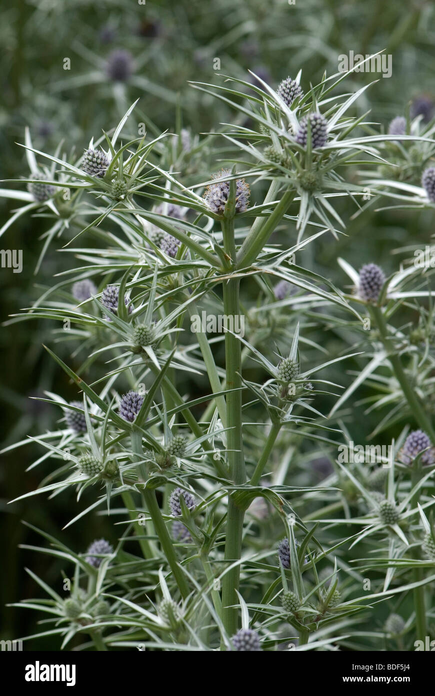 Eryngium tricuspidatum Stockfoto