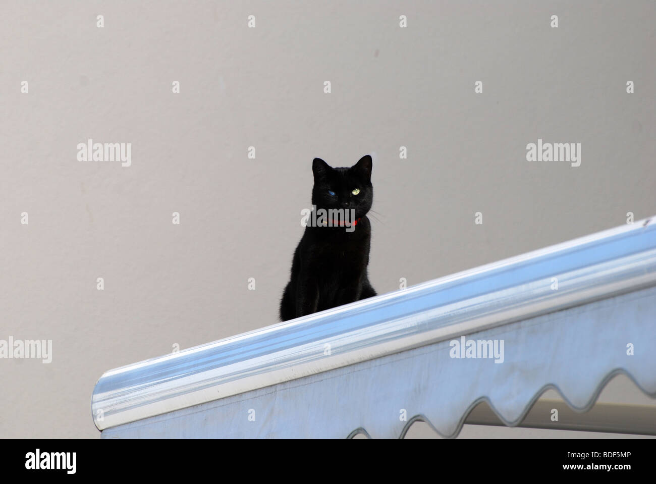 schwarze Katze weißer Hintergrund Nummer 2769 Stockfoto