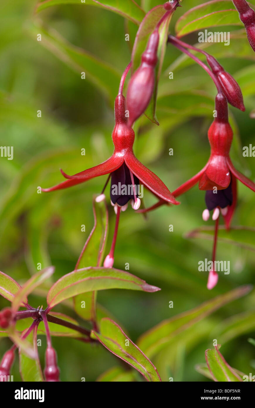 Fuchsia "Sterben Glut" Stockfoto