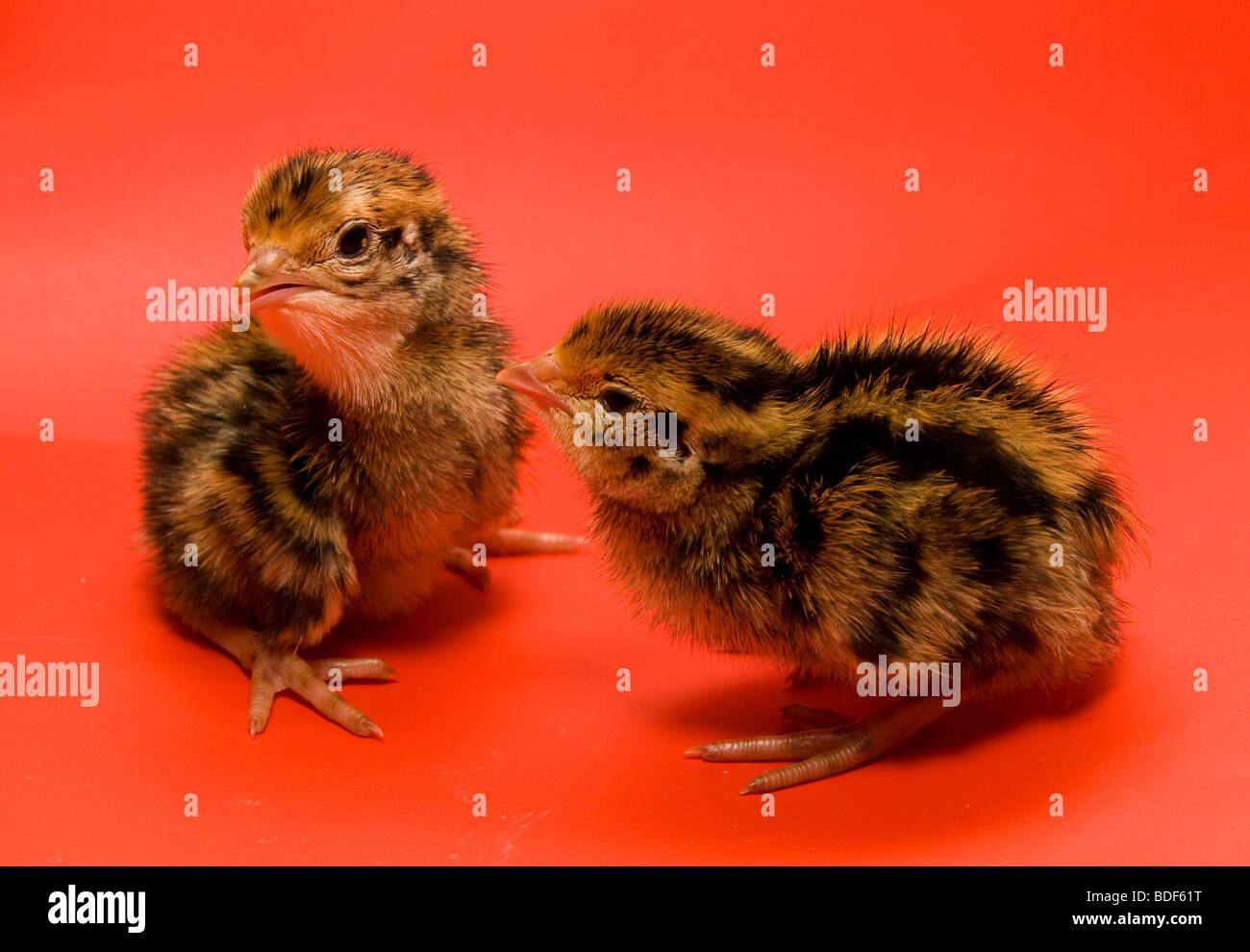 Wachteln Japanisch auf einem roten Hintergrund im studio Stockfoto