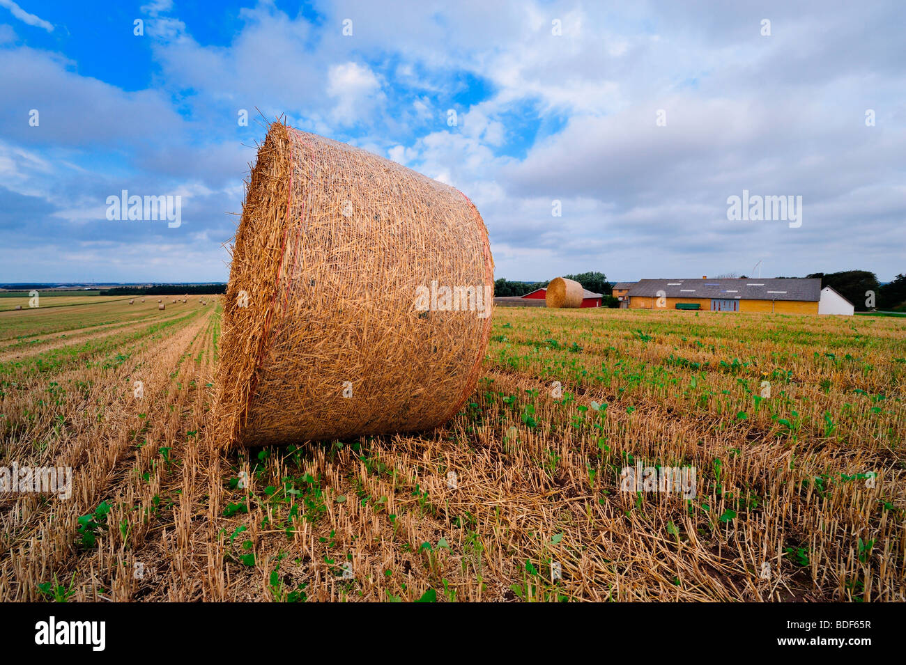 Strohballen auf Ackerland in Dänemark Stockfoto