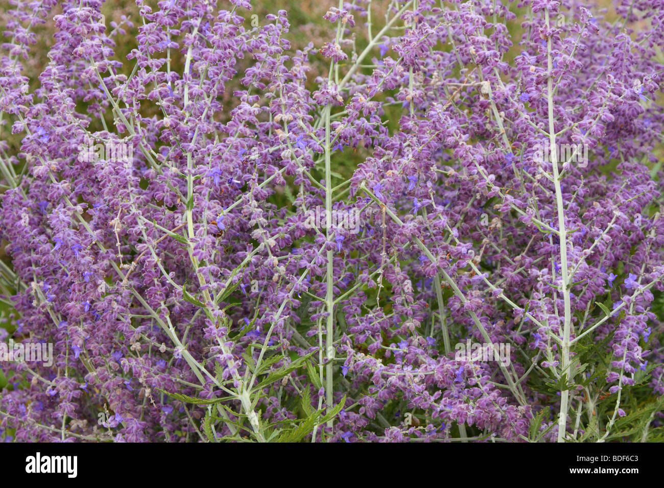Russischer Salbei Blüten blühenden Perovskia Atriplicifolia 'Blue Spire