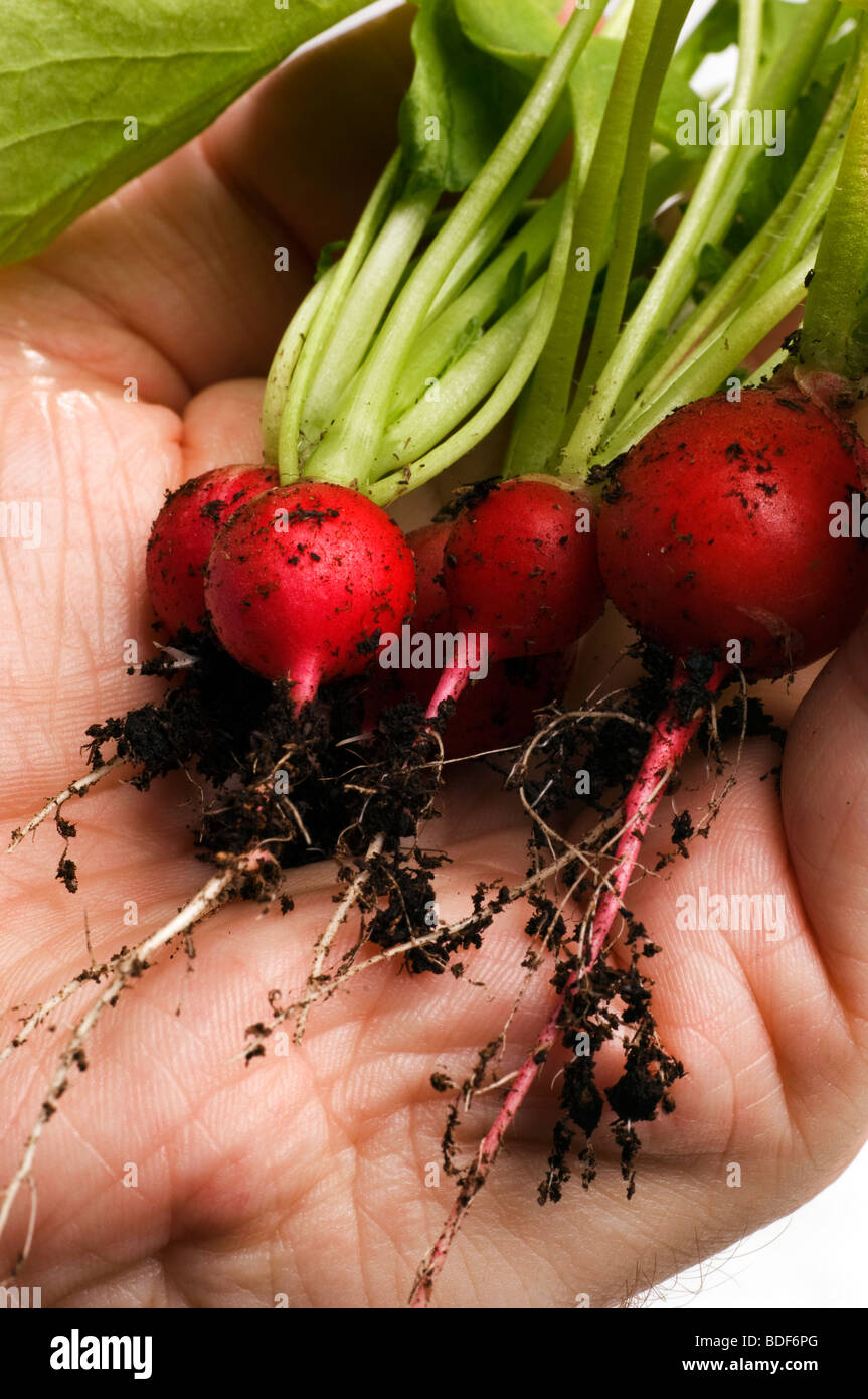 Frisch gepflückten Rettich in männlicher Hand gehalten Stockfoto