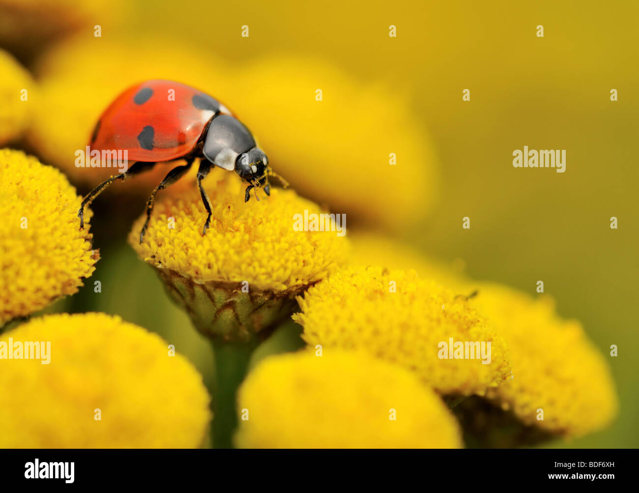 Makro für einen Marienkäfer auf eine gelbe Blüte im Sommer Stockfoto