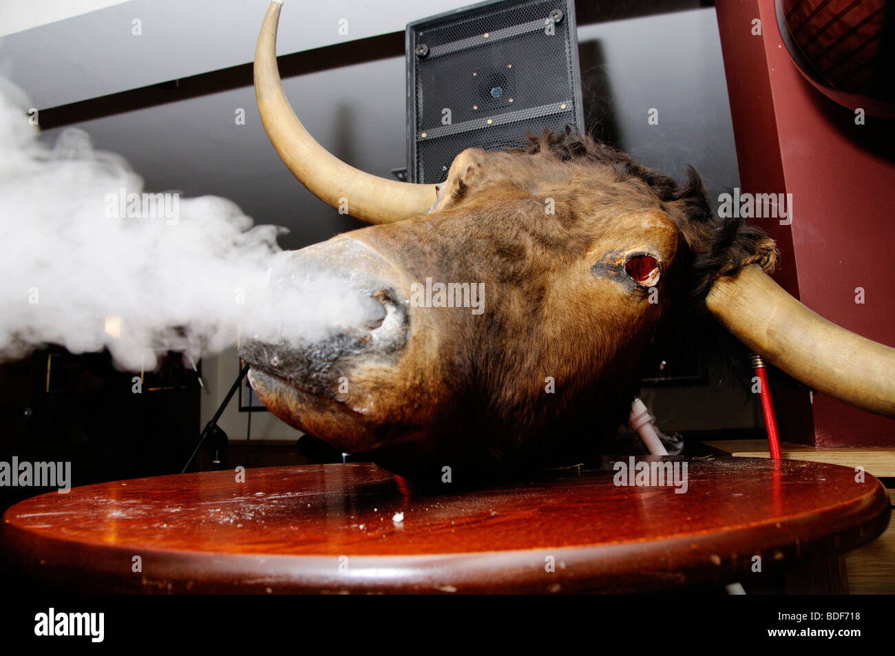 Ein Bulls Kopf Abblasen Dampf in Harrys Pub in einer Rocknacht in Aberystwyth Stockfoto