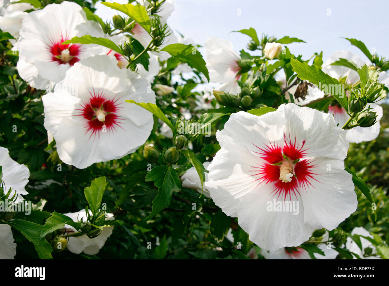 Hibiscus Syriacus 'Rose von Sharon' oder 'Red Heart' Blume. Stockfoto