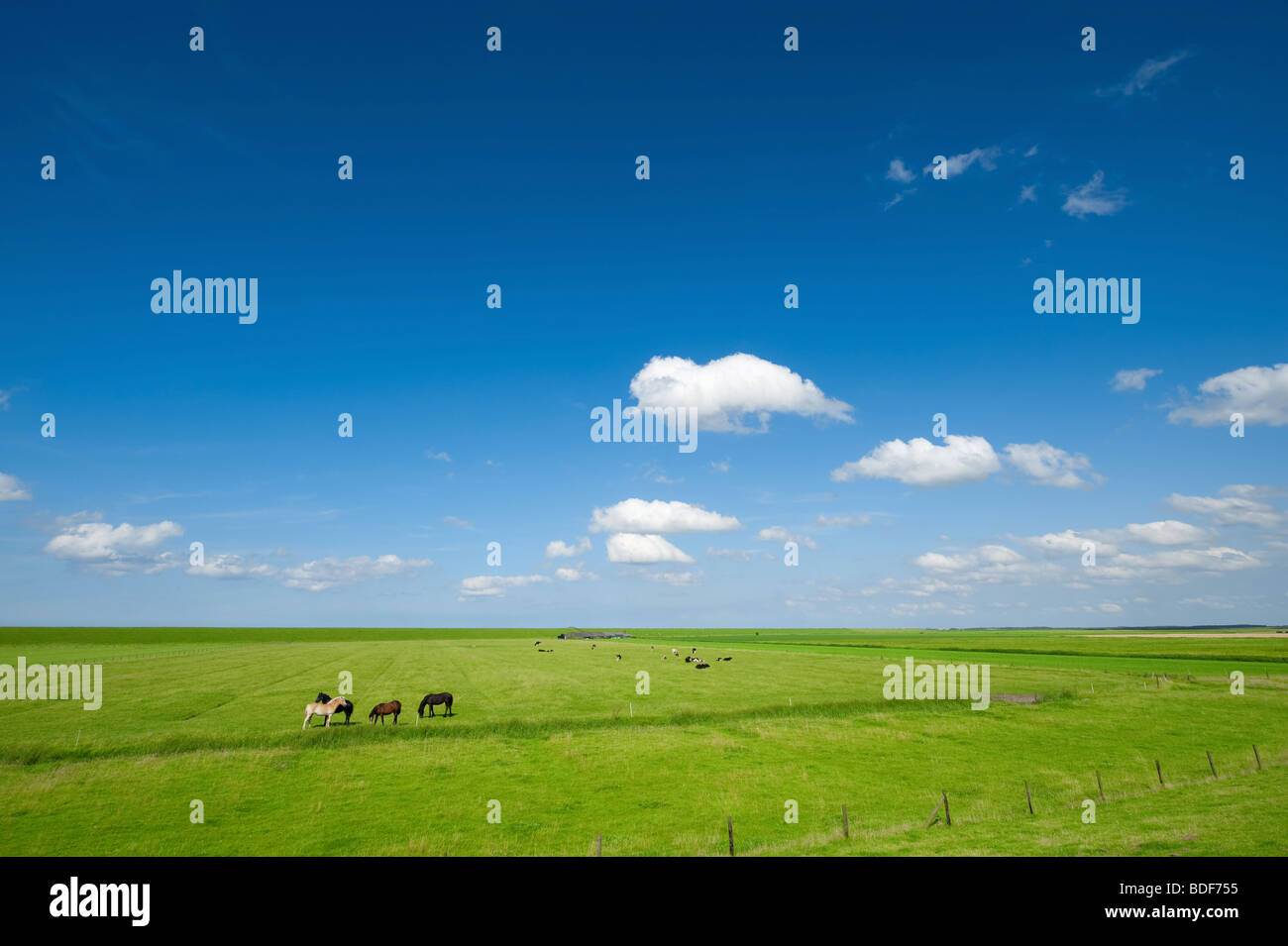 Sommer Hintergrund mit Pferden in Feld und strahlend blauer Himmel, Friesland Holland Stockfoto