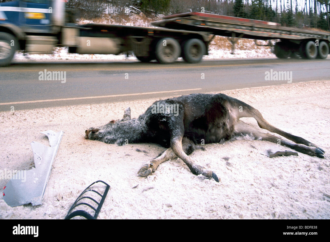 Roadkill Karkasse Elch Kuh (Alces Americana) getötet von einem Fahrzeug auf einer Straße im Winter in British Columbia Kanada Stockfoto