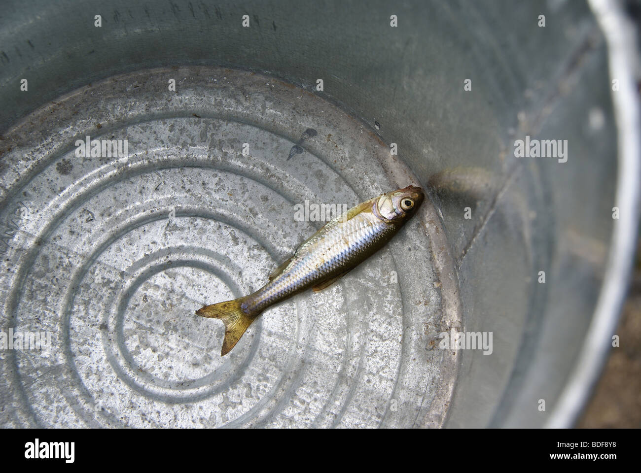 Kleiner Fisch in einem großen Eimer... Stockfoto