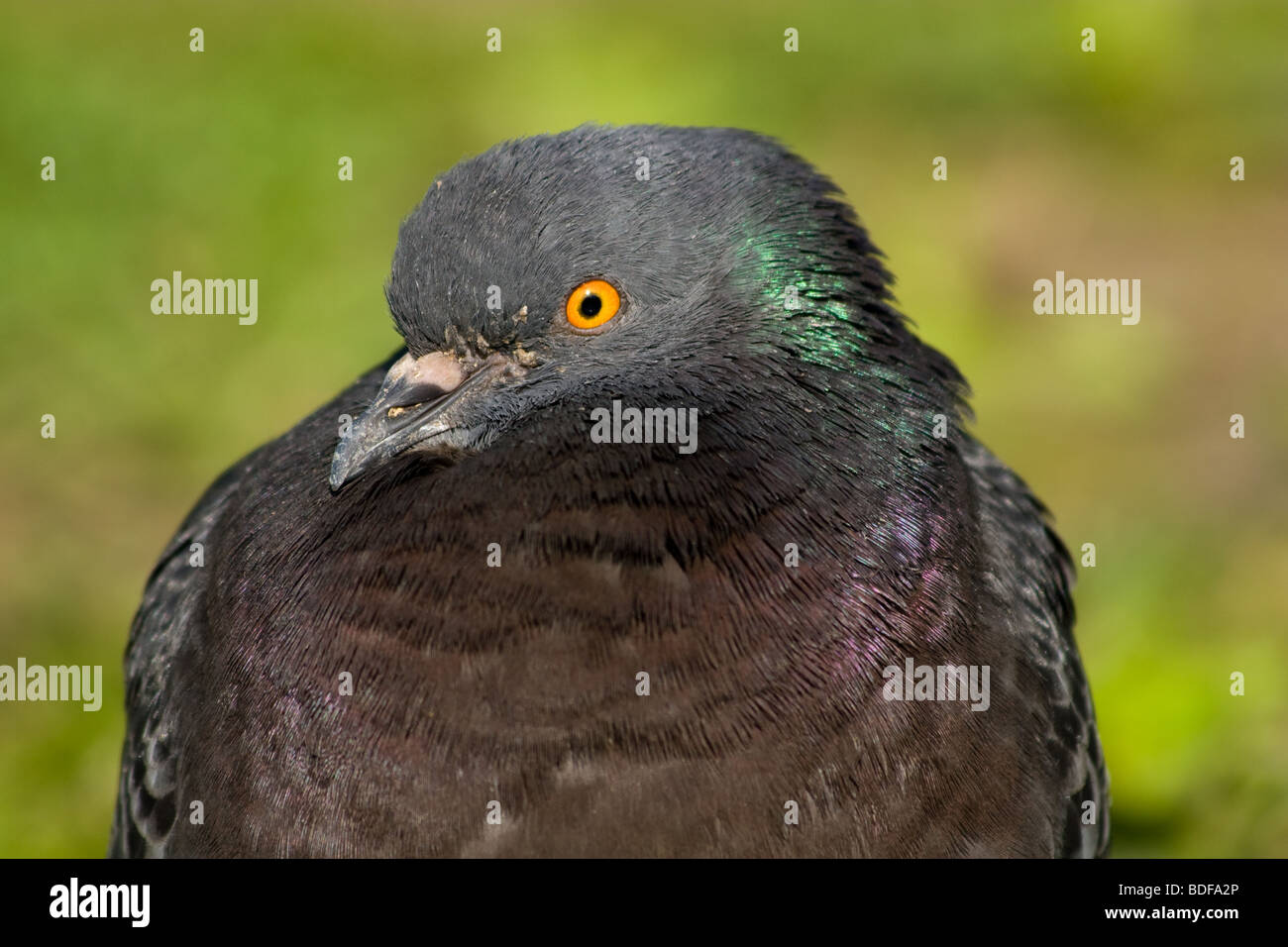 Portrait über eine wilde Taube. Sieht in einer Kamera. Stockfoto