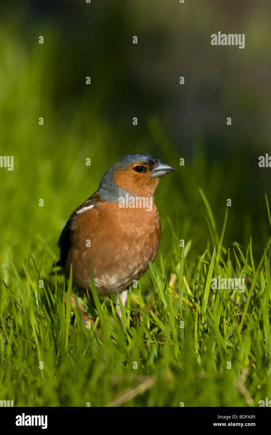 Buchfink sitzt auf der Erde in einem grünen Rasen. Stockfoto