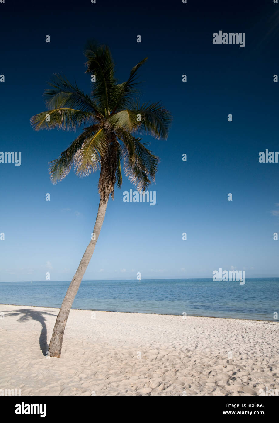 Nur wie im Paradies. Palm, von Bäumen gesäumten Strand auf Key West Florida Stockfoto
