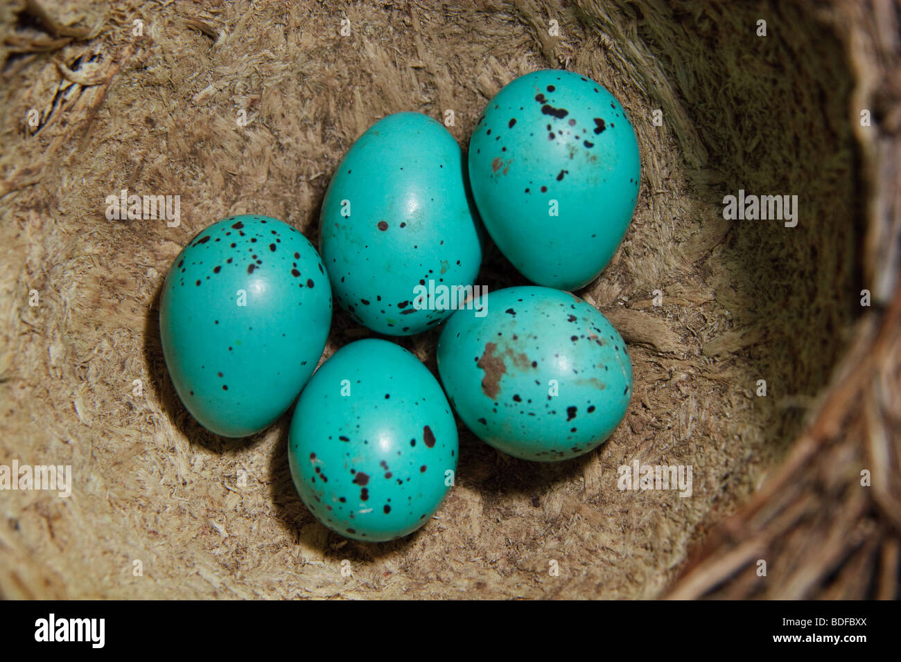 Sechs Eiern in ein Nest von einer Singdrossel. Farbe Eier für Ostern Stockfoto