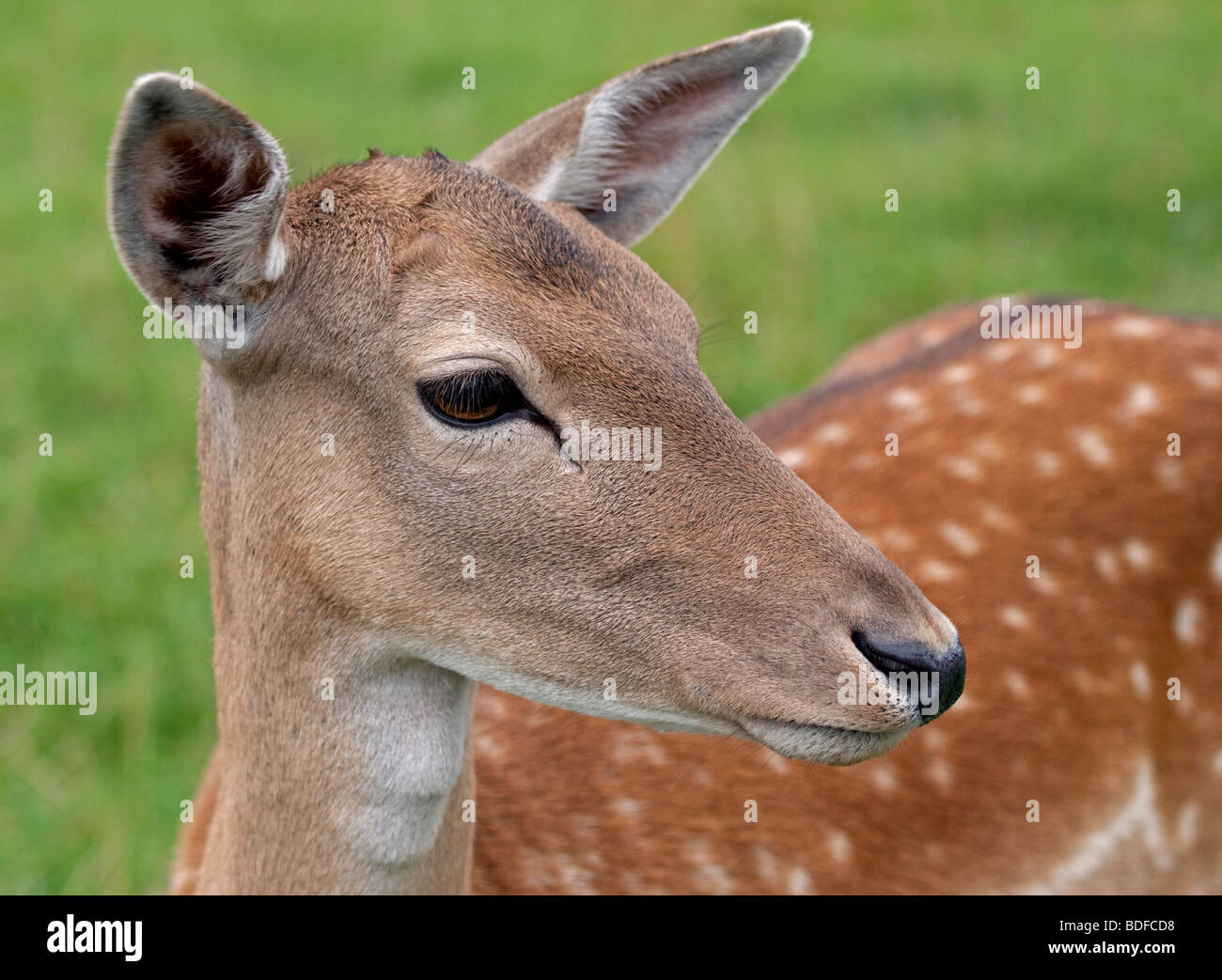 Damhirsch (Dama Dama)-Porträt Stockfoto