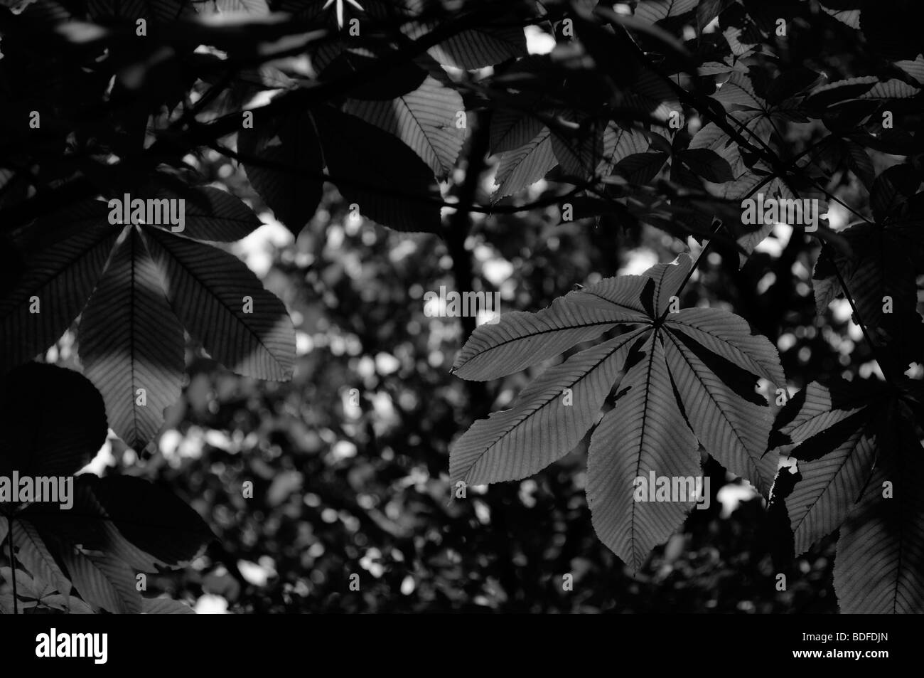 Blätter der Rosskastanie Baum, aka Conker Baum (Aesculus Hippocastanum). Imperial Palace Park. Kyoto. Kansai (aka Kinki) Region. Stockfoto