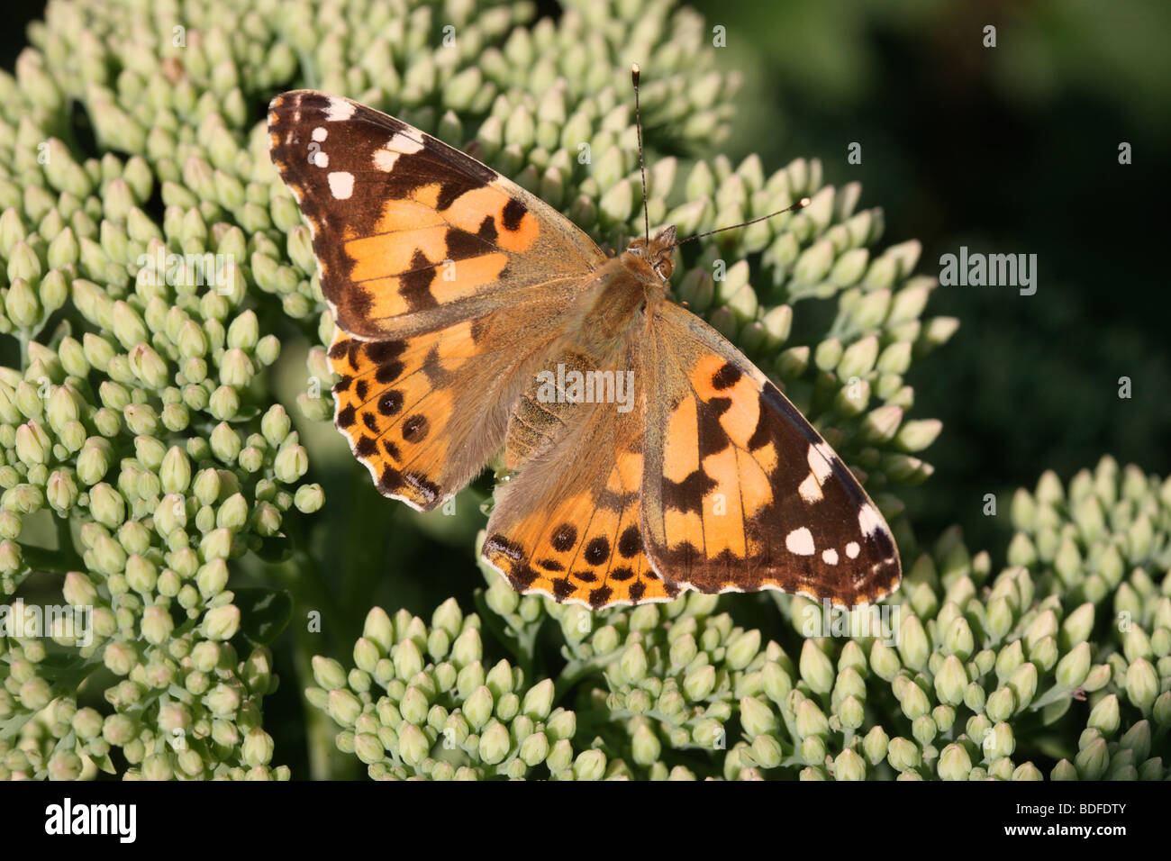 Distelfalter Schmetterling, Vanessa Cardui, Midlands, August 2009 Stockfoto