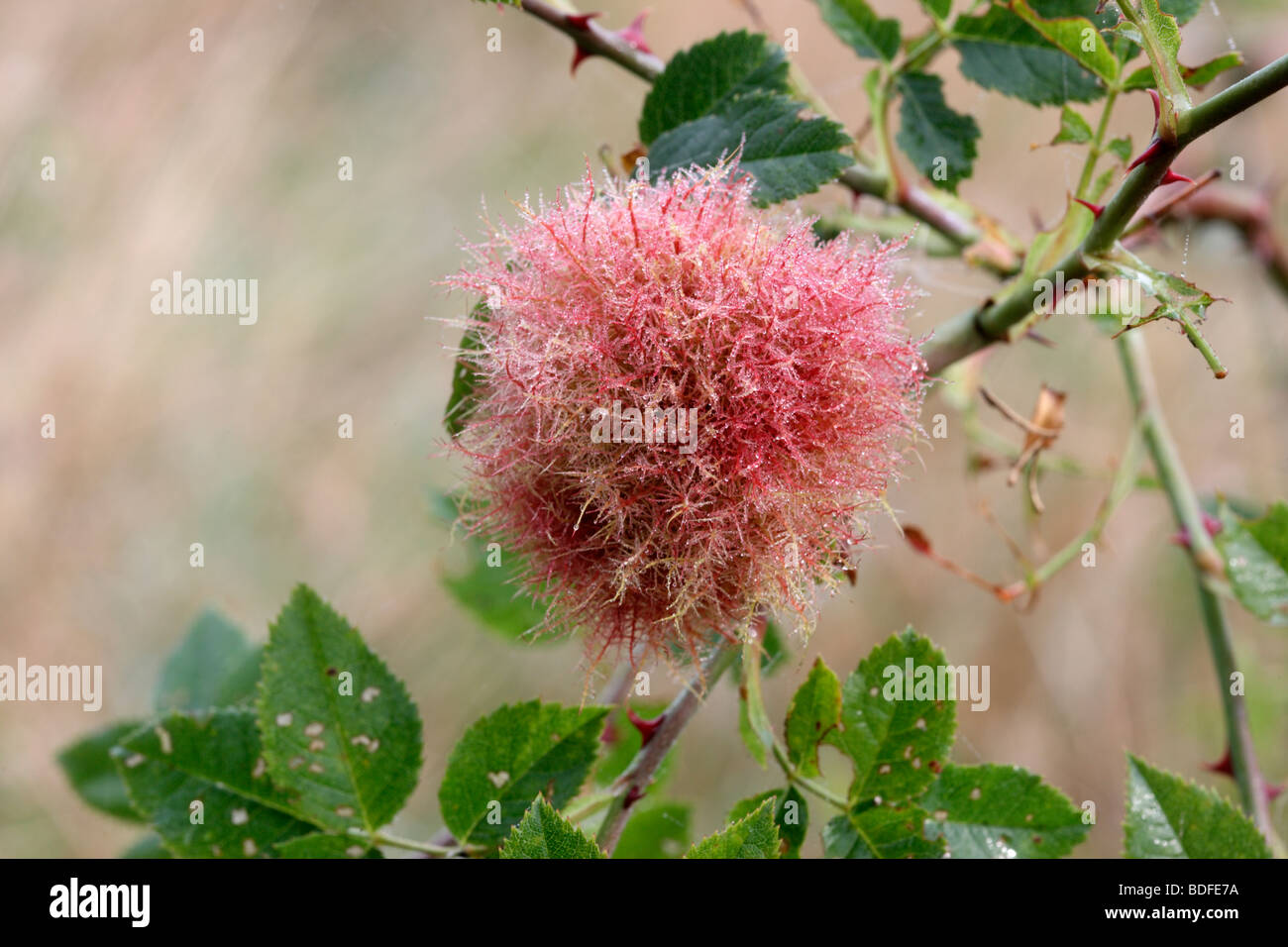 Robins Nadelkissen oder Bedeguar Gall, Diplolepis Rosae, Kent, August 2009 Stockfoto