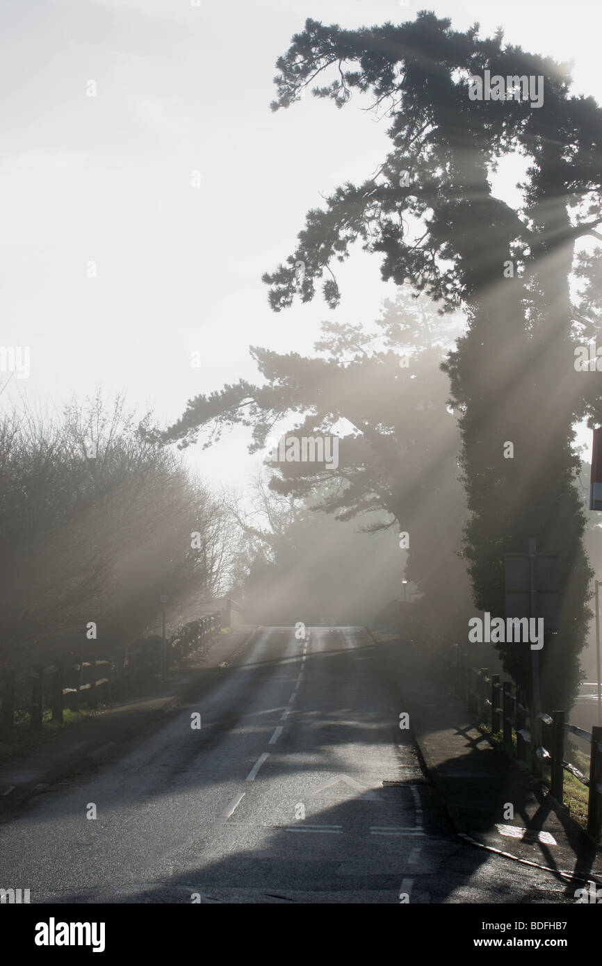 helle am frühen Morgensonnenlicht durch Bäume auf kleinen Hügel und Straße Stockfoto