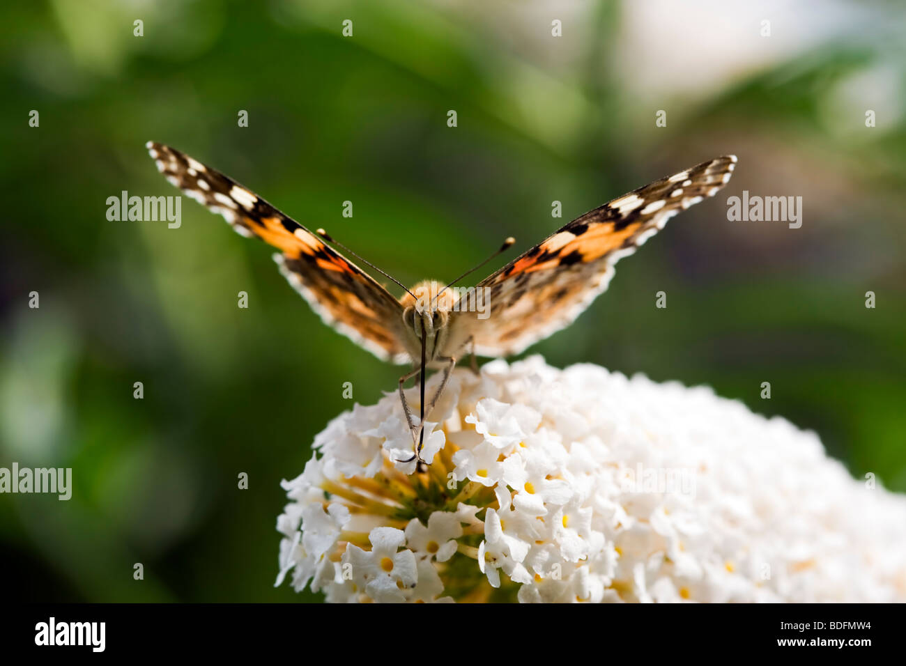 Pianted Lady Butterfly saugen Nektar aus Blume Nahaufnahme, Frontalansicht Stockfoto