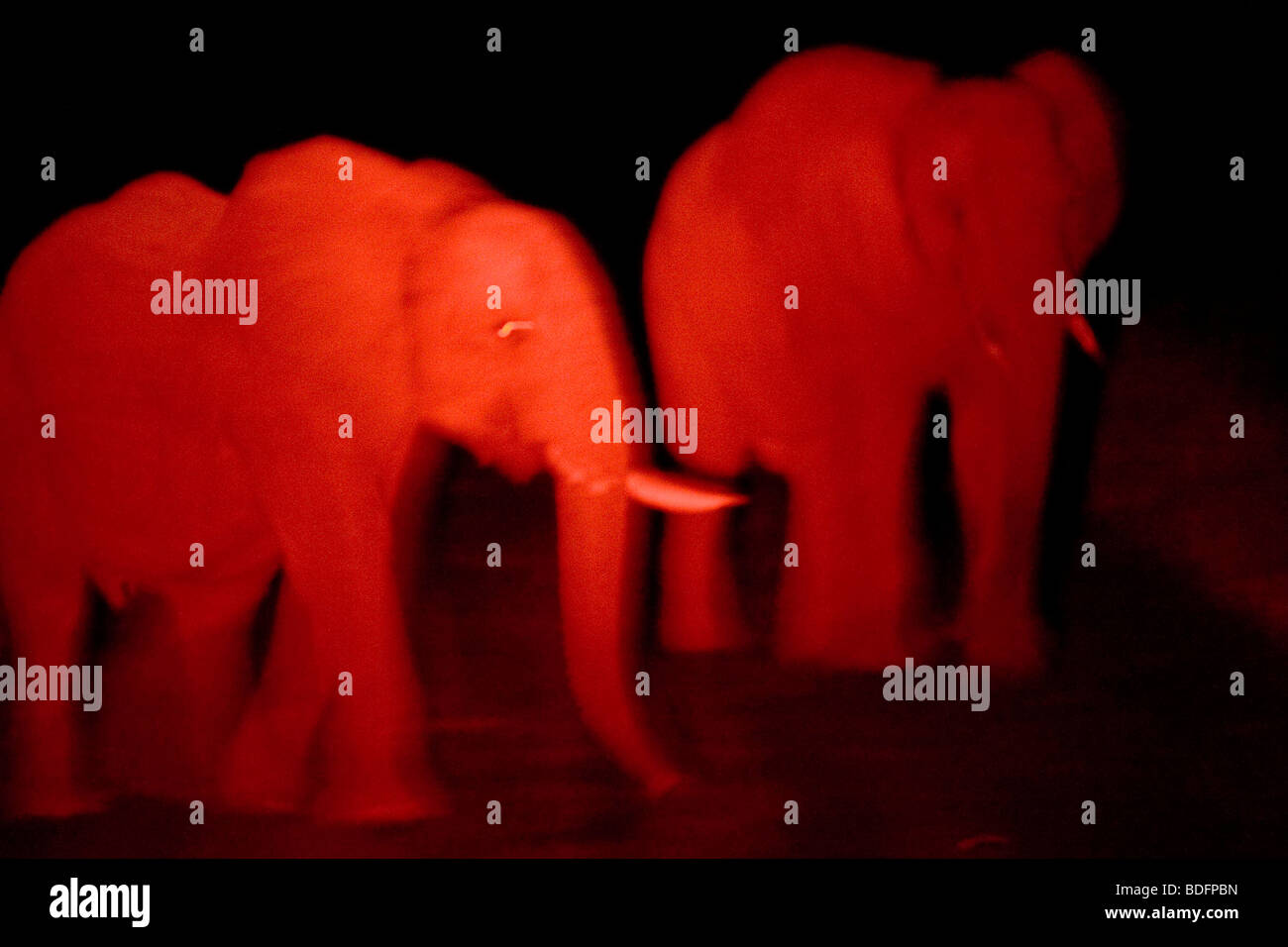 Zwei Elefanten in der Nacht durch ein Rotfilter Taschenlampe gesehen. Krüger-Nationalpark. Südafrika. Stockfoto