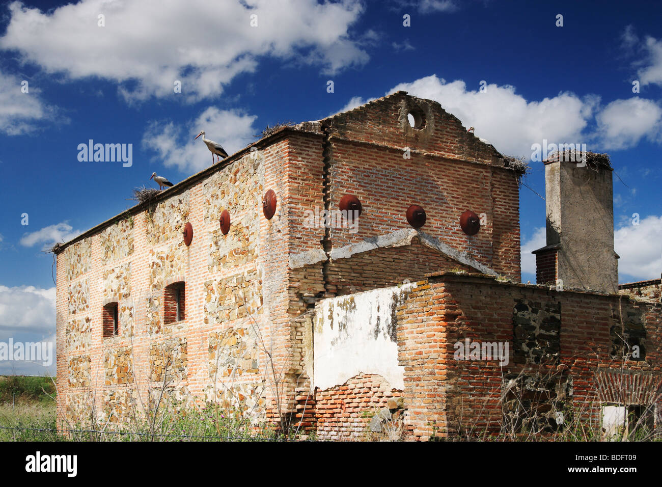 Weißstörche (Ciconia Ciguena) nisten auf verlassenen Gebäude in der Nähe von Cáceres, Extremadura, Spanien, España, Europa Stockfoto