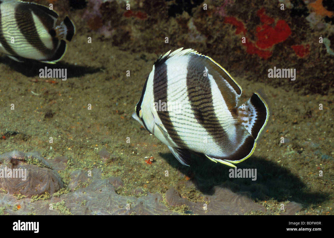 Unterwasser Meeresfische aus der Insel Grenada. Gebänderten Falterfische Stockfoto