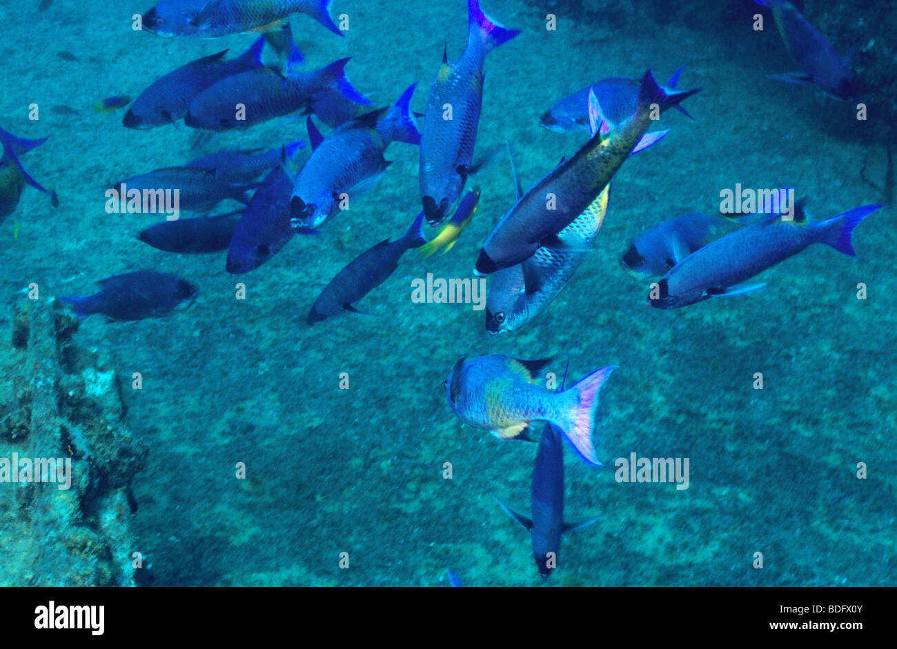 Unterwasser Meeresfische aus der Insel Grenada. Spanische Makrele Fisch Stockfoto