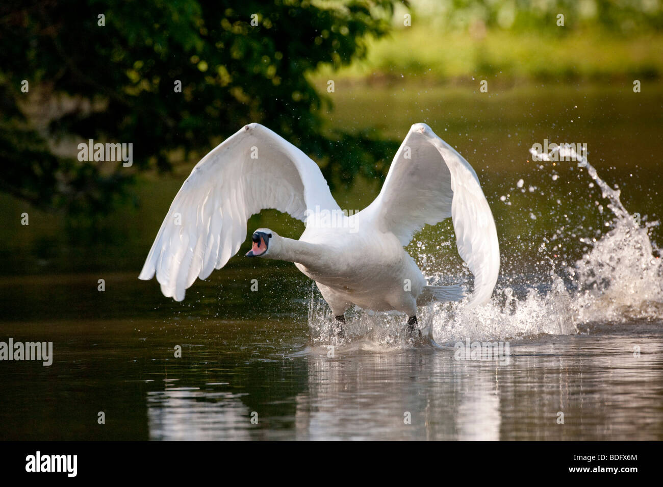 Höckerschwan (Cygnus Olor) beginnen zu fliegen, Kassel, Hessen, Norddeutschland, Europa Stockfoto