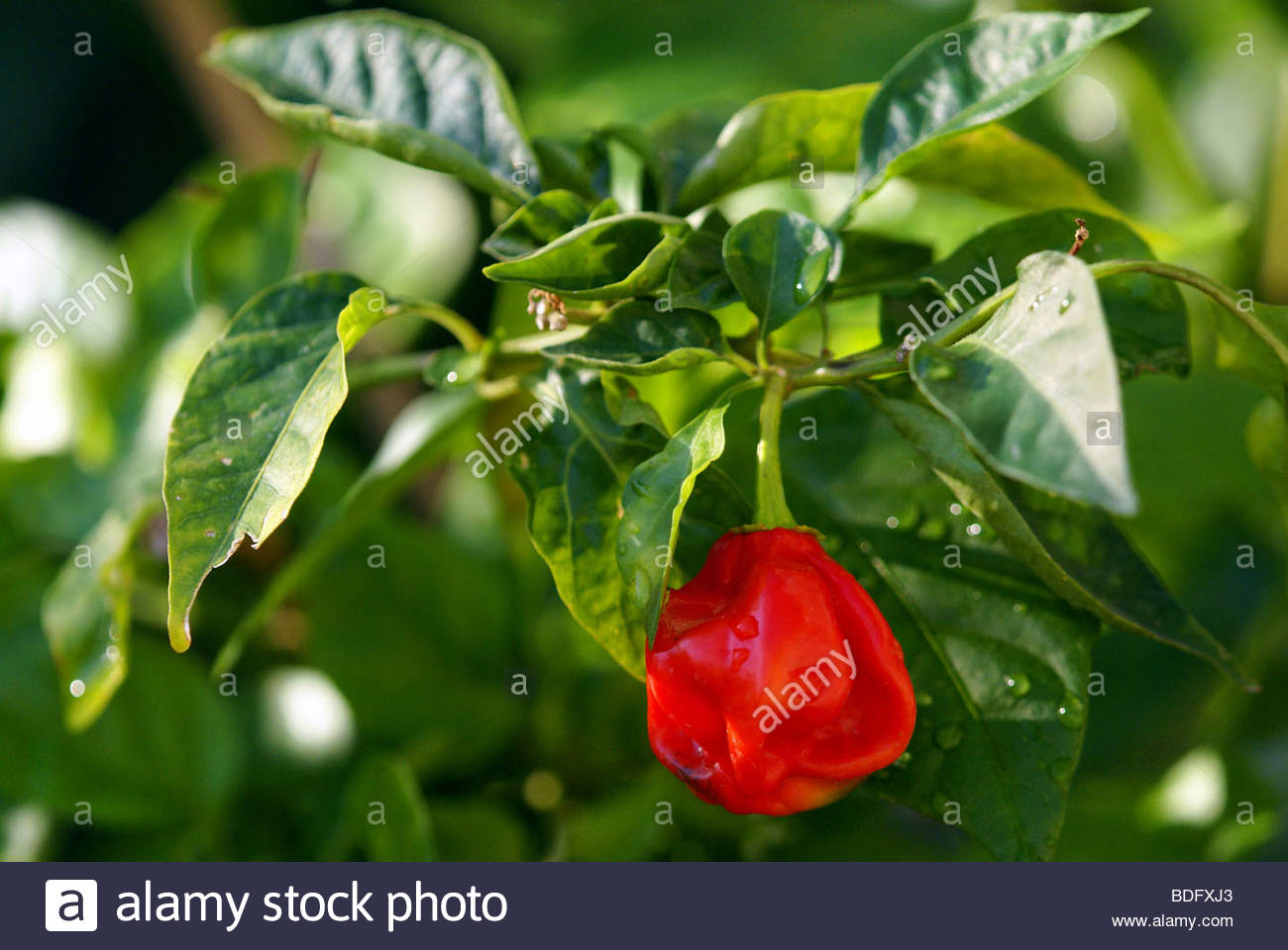 Capsicum Chinense Stockfotos und bilder Kaufen Alamy
