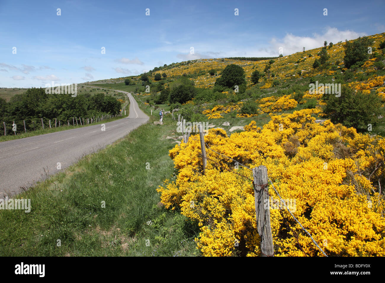 Blühender Ginster neben französischen D35 Straße Cevennen-Nationalpark mit einem Walker in der Ferne Stockfoto