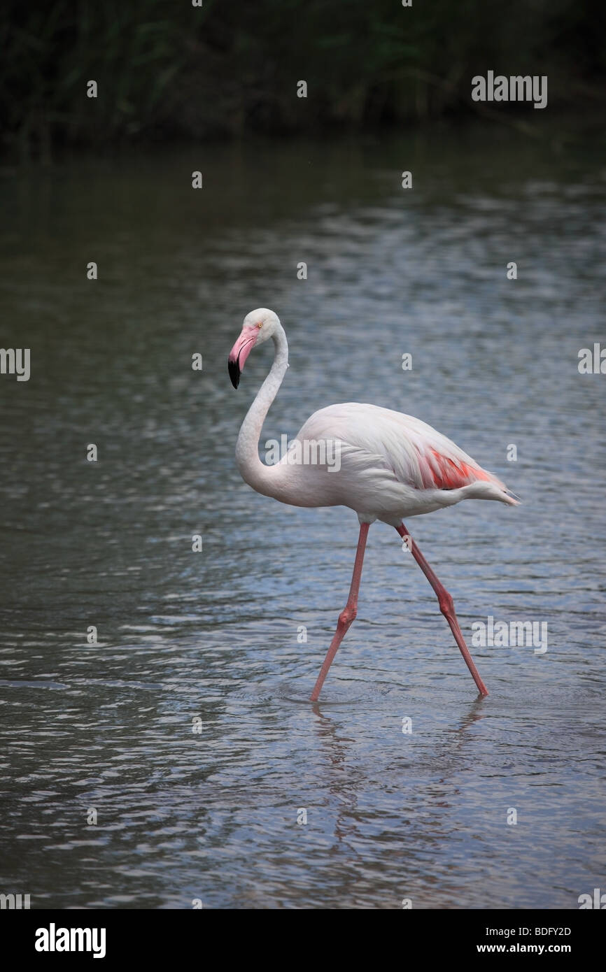 Einzelne größere Flamingo Phoenicopterus Ruber Camargue Region Frankreichs Stockfoto