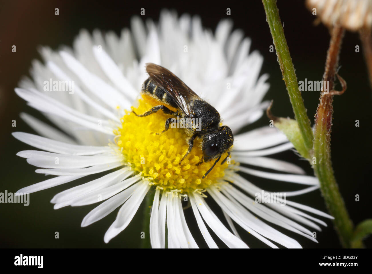 Heriades Truncorum, eine kleine wilde Biene. Diese Frau trägt Pollen und ernährt sich ein Gänseblümchen Berufkraut (Erigeron) Stockfoto