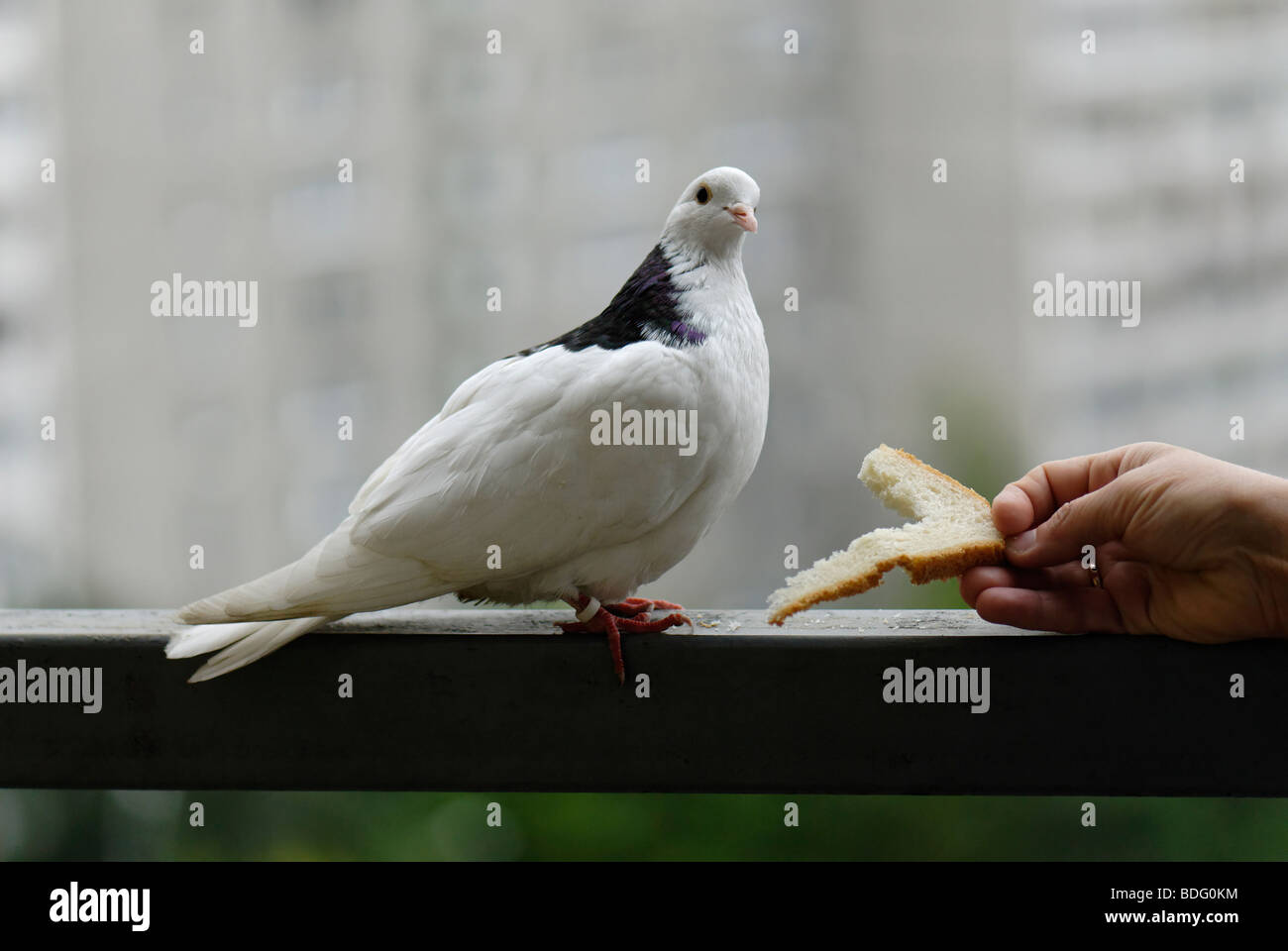 Taube essen -Fotos und -Bildmaterial in hoher Auflösung – Alamy