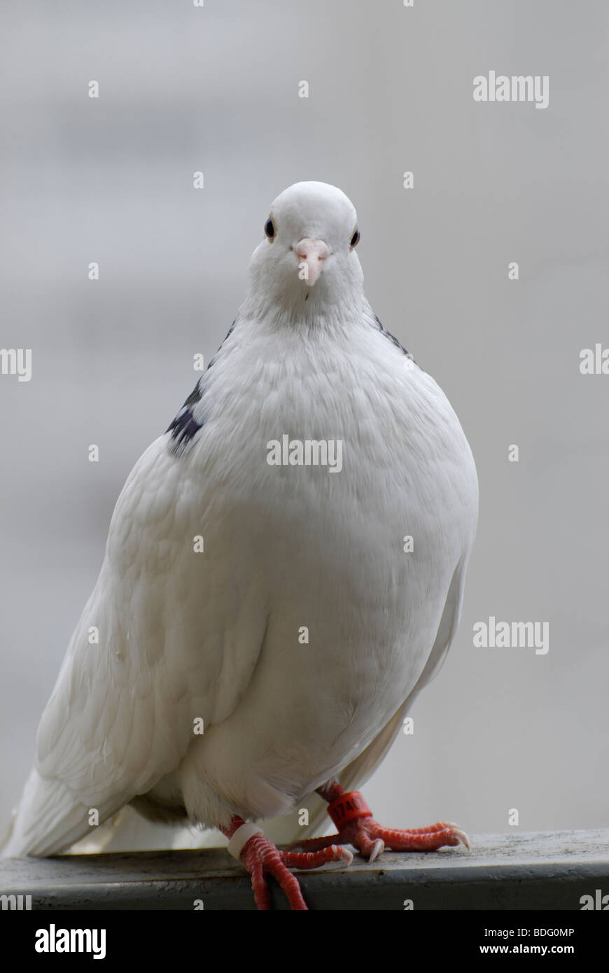 Weißen Pfosten Taube Stockfoto