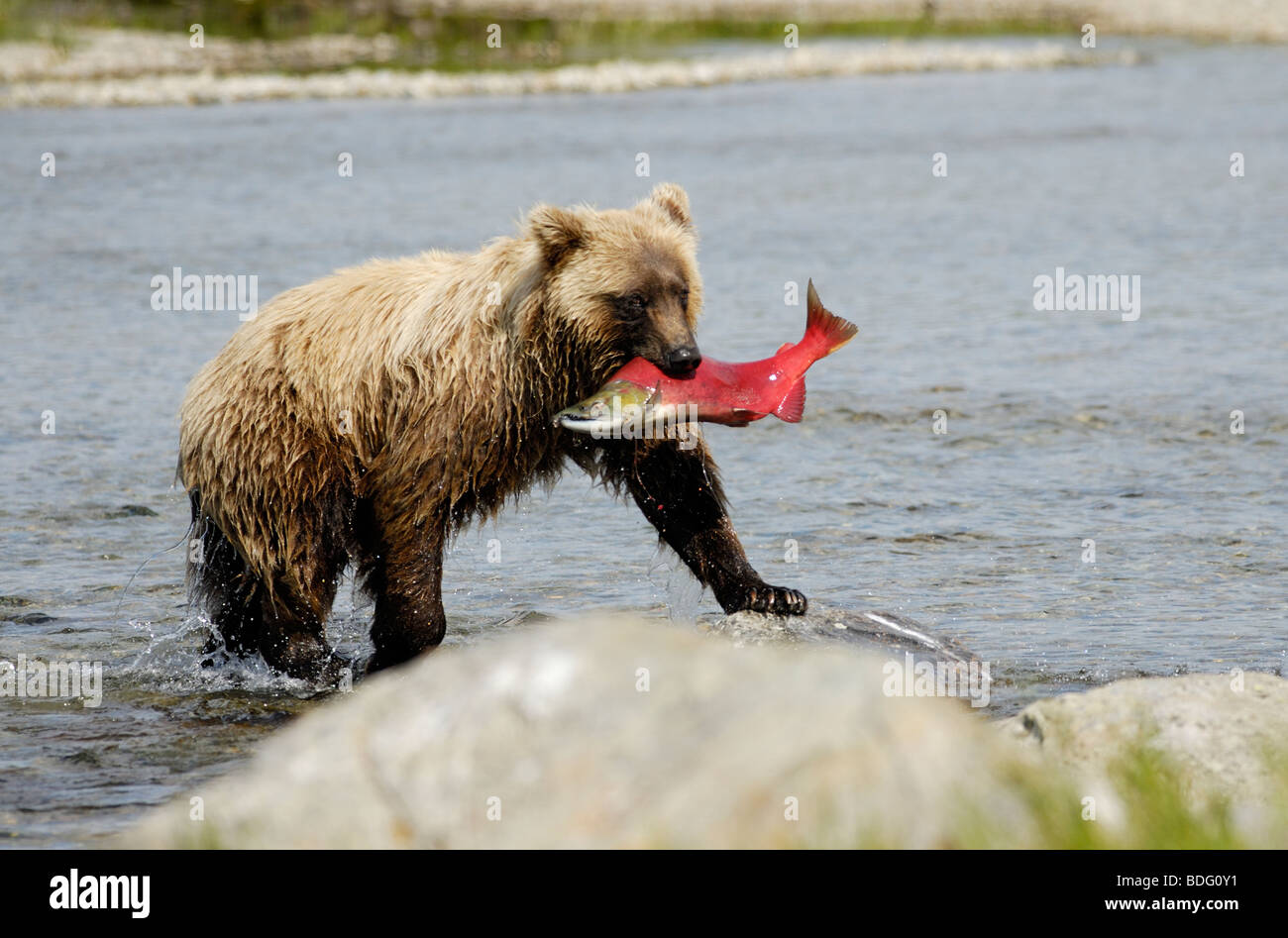 Grizzly Bär mit Fisch (Lachs) in Mund, Ursus arctos horribilis, Katmai National Park, Alaska Stockfoto