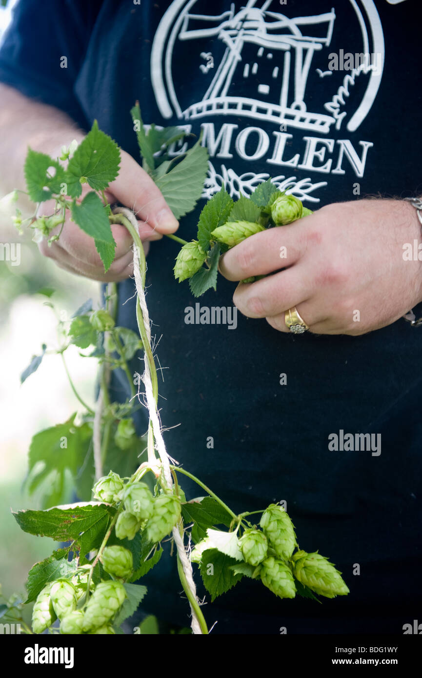 Mannes Hände und Oberkörper als frischem Hopfen geerntet von einem Hop-Rebe. Stockfoto