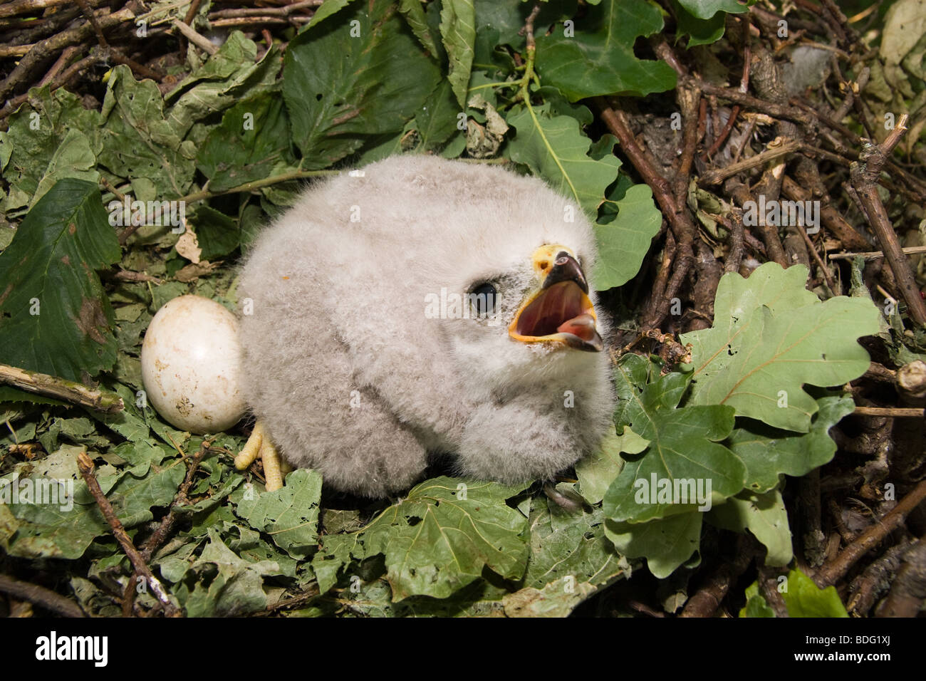 Die Baby-Vogelnester. Der Mäusebussard (Buteo Buteo) ist eine mittlere bis große Raubvogel. Stockfoto