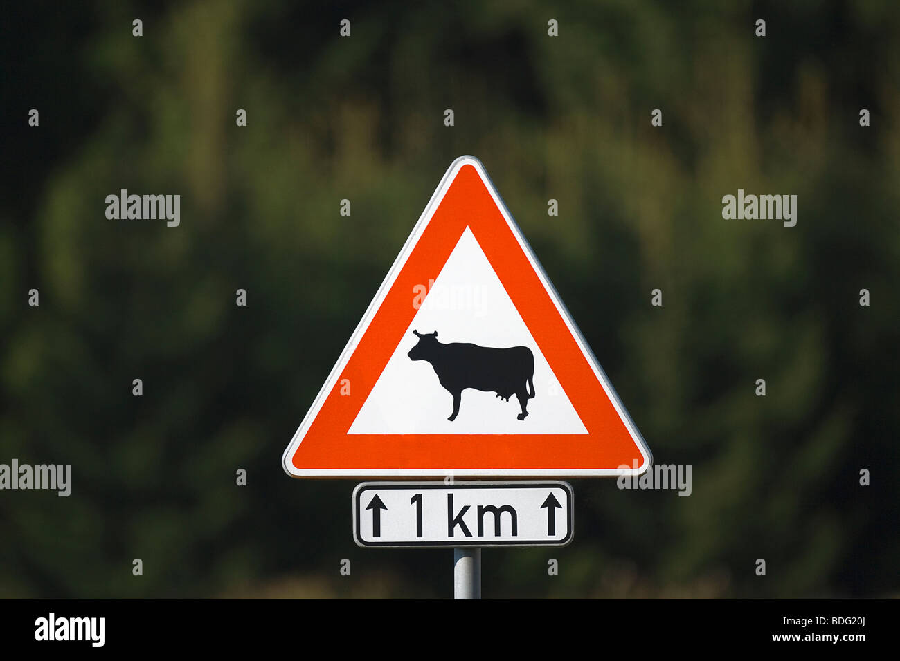 Verkehrszeichen symbol Warnung für Kühe und Rinder voraus Stockfoto