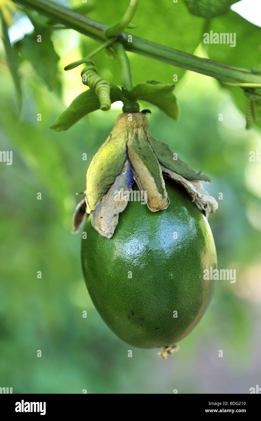 Frucht der geflügelte Stengel Passionsblume (Passiflora Alata), Maracuja Stockfoto