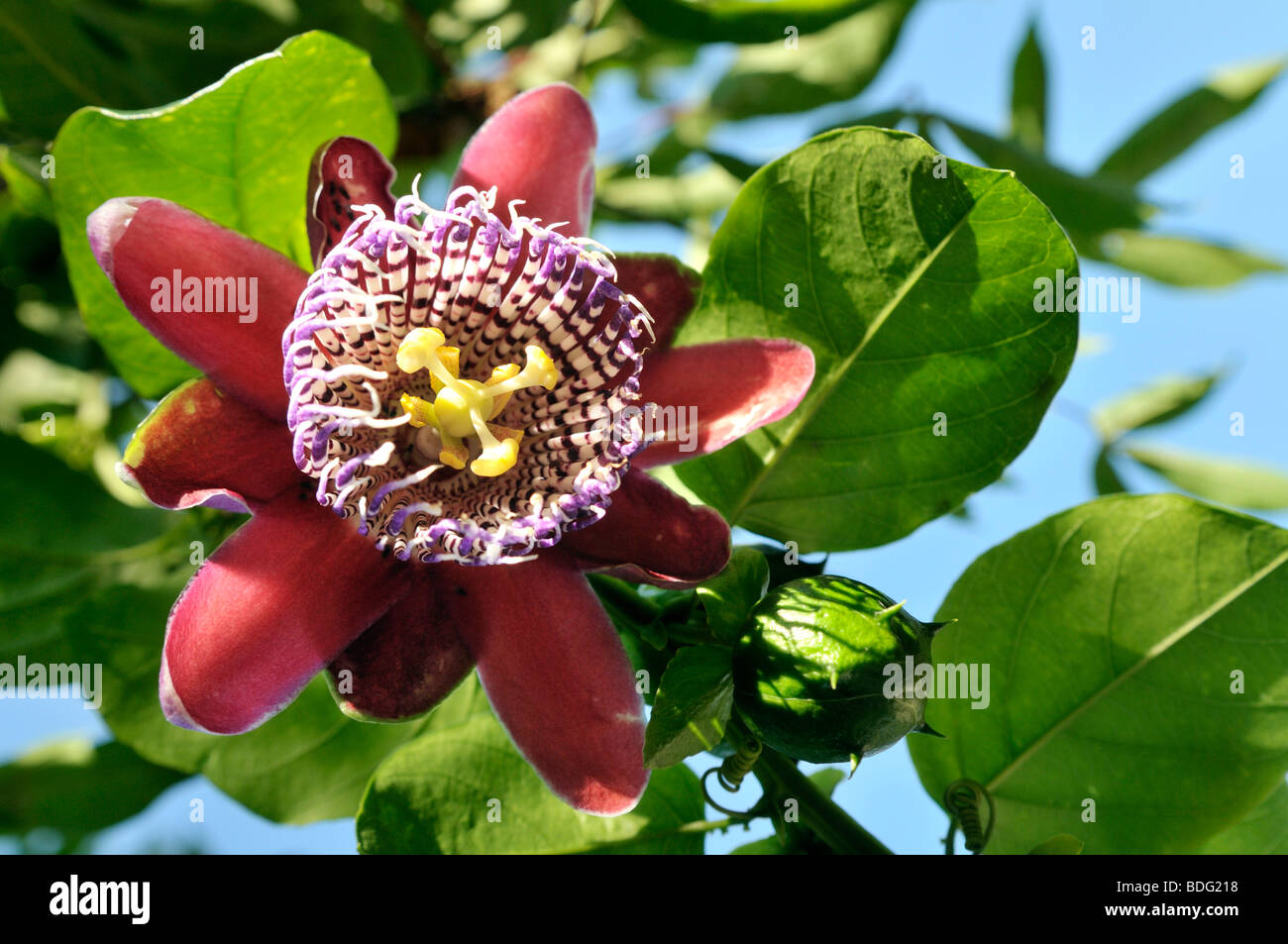 Blume der geflügelte Stengel Passionsblume (Passiflora Alata), Maracuja-Staude Stockfoto