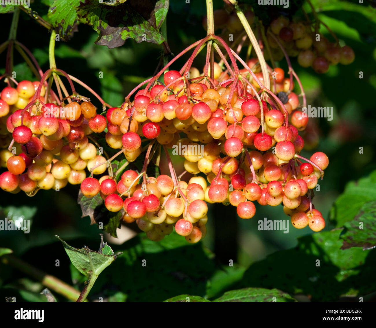 Viburnum Trilobum Wentworth amerikanischen Cranberry Busch Hybrid mit Beeren. Stockfoto