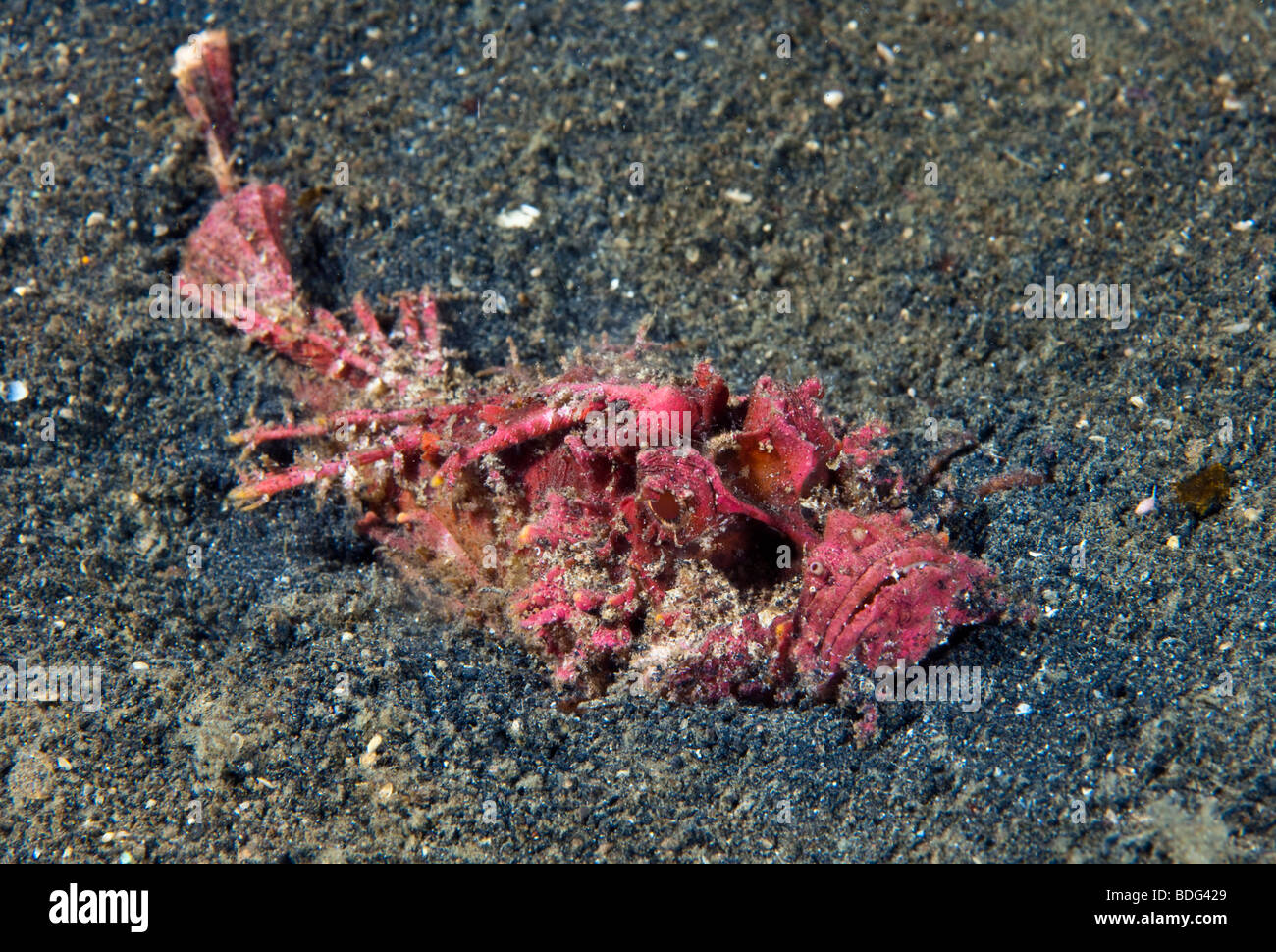Bärtige Ghul Fisch, stacheligen Devilfish (Inimicus Didactylus), grub in Sand, Lembeh Strait, Sulawesi, Indonesien, Südostasien Stockfoto