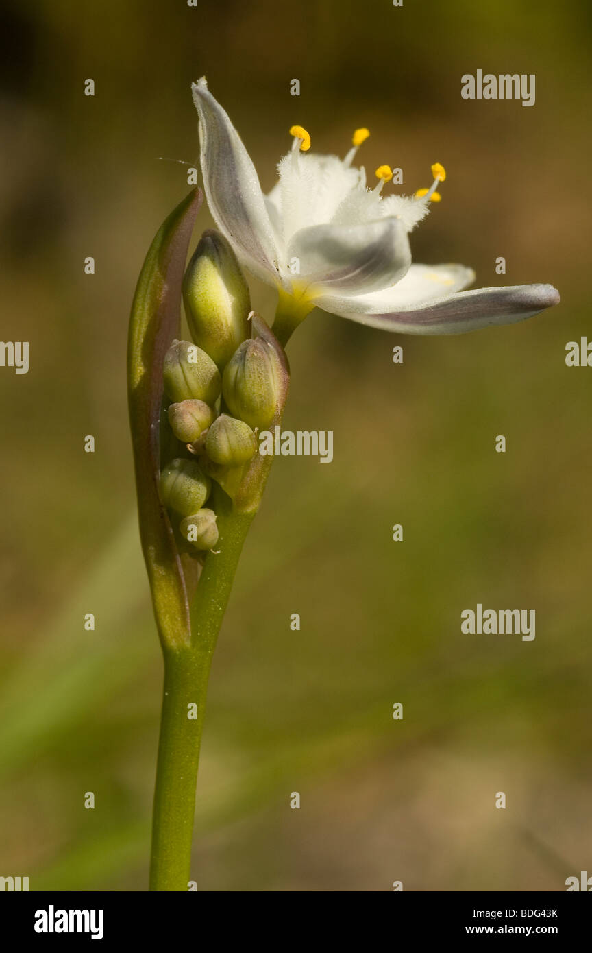 Kerry Lilie (Simethis Planifolia) Stockfoto